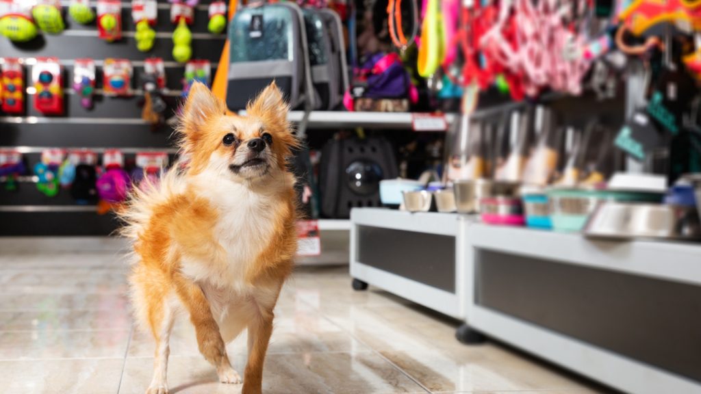 Overview of the Pet Shop Market in Iran in 2025